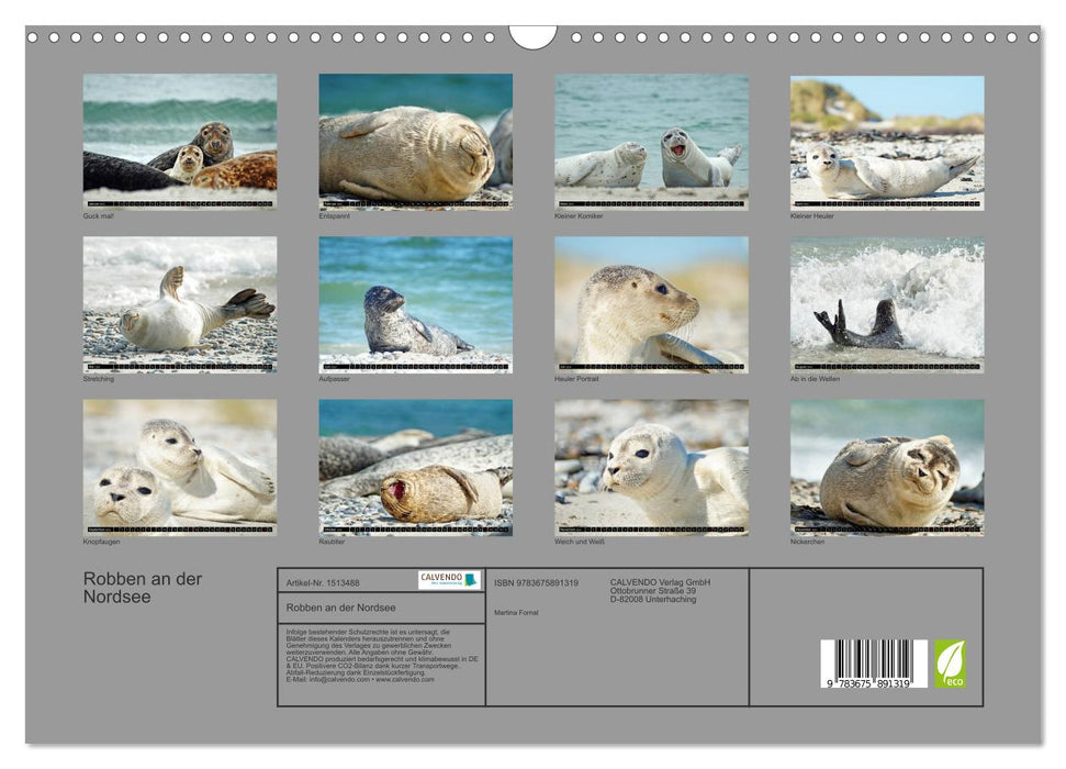 Robben an der Nordsee (CALVENDO Wandkalender 2024)