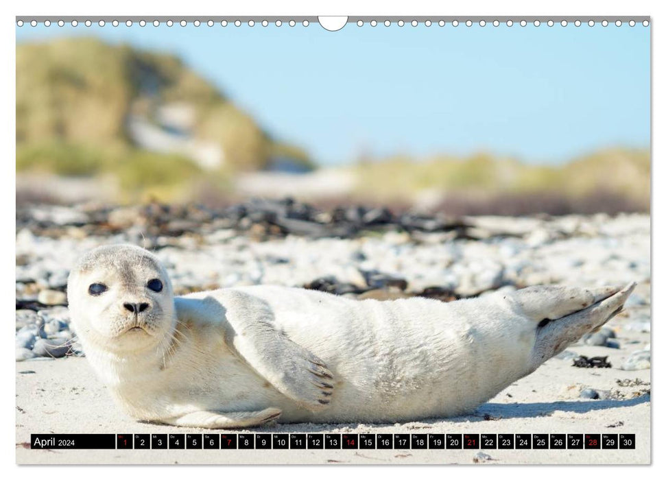 Robben an der Nordsee (CALVENDO Wandkalender 2024)