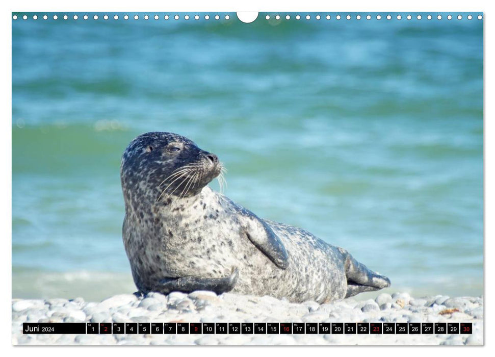 Seals on the North Sea (CALVENDO wall calendar 2024) 