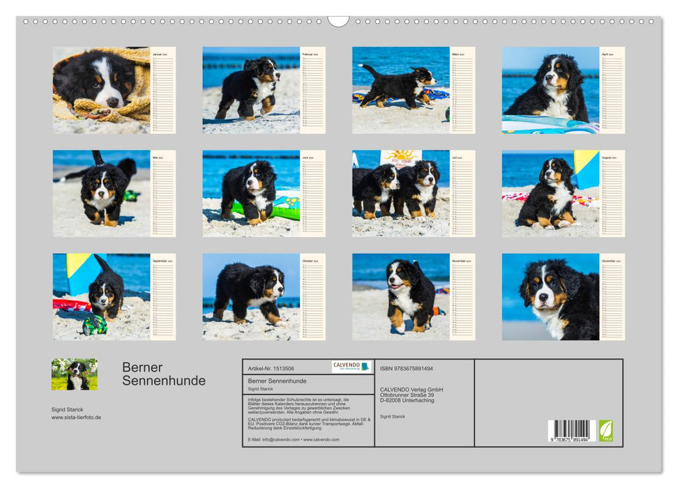Sea bears discover the world - Bernese Mountain Dogs (CALVENDO wall calendar 2024) 