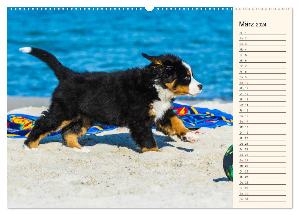 Seebärchen entdecken die Welt - Berner Sennenhunde (CALVENDO Wandkalender 2024)