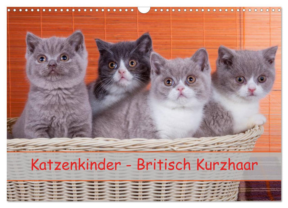 Katzenkinder Britisch Kurzhaar (CALVENDO Wandkalender 2024)