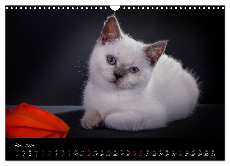 Katzenkinder Britisch Kurzhaar (CALVENDO Wandkalender 2024)