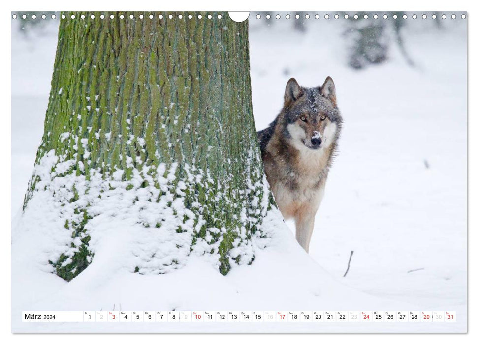 Mit dem Wolf durch's Jahr (CALVENDO Wandkalender 2024)