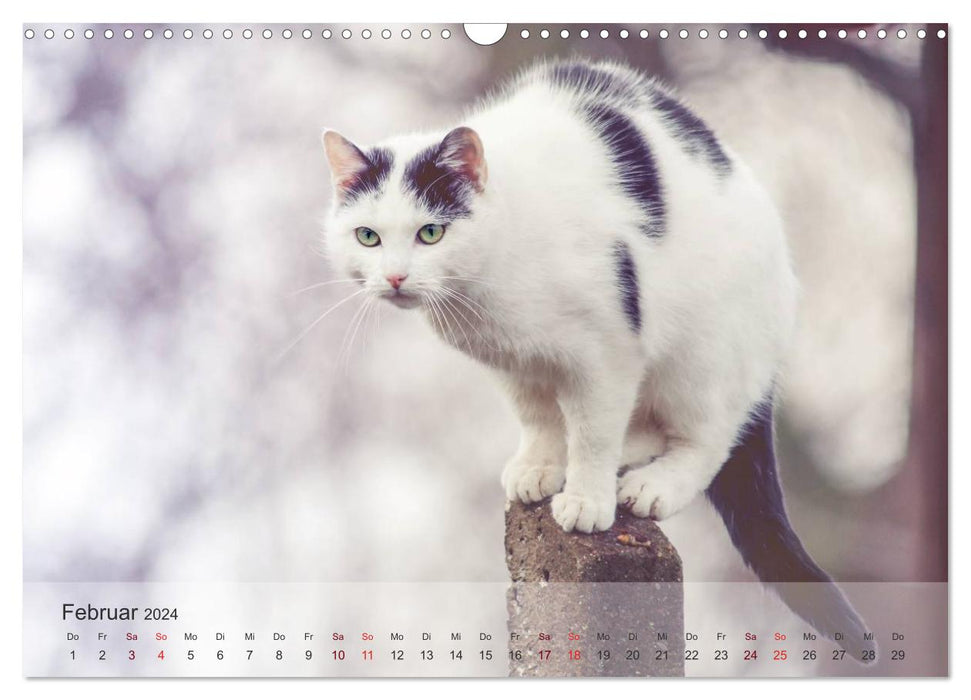 Katzen 2024 Bezaubernde Samtpfoten (CALVENDO Wandkalender 2024)