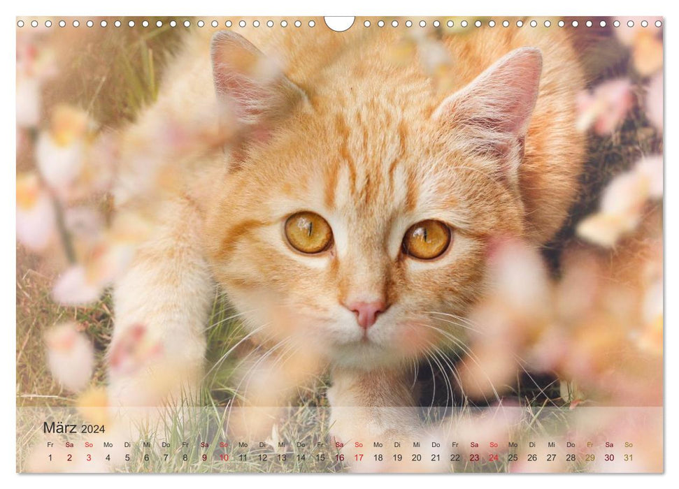 Katzen 2024 Bezaubernde Samtpfoten (CALVENDO Wandkalender 2024)