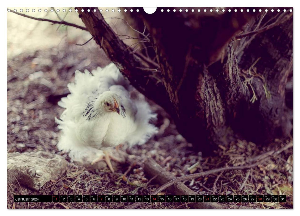 Hühner in meinem Garten (CALVENDO Wandkalender 2024)