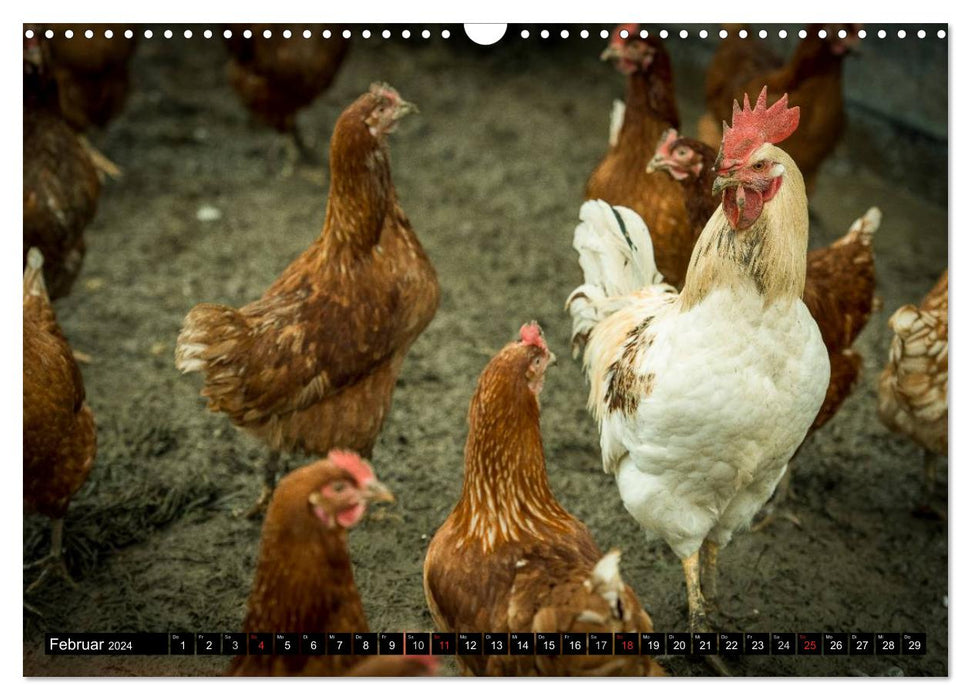 Hühner in meinem Garten (CALVENDO Wandkalender 2024)