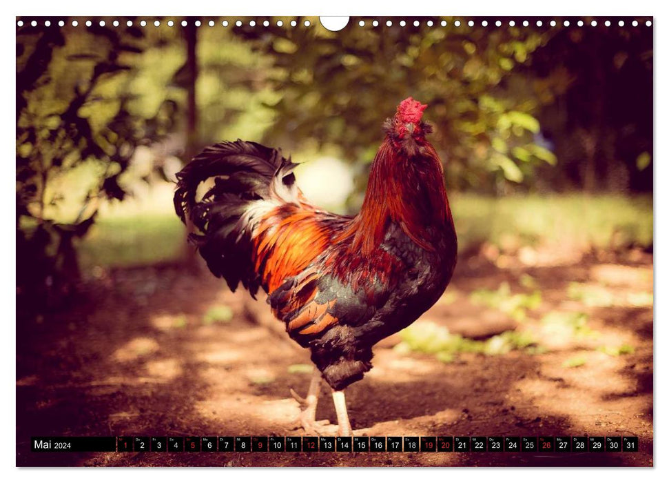 Hühner in meinem Garten (CALVENDO Wandkalender 2024)