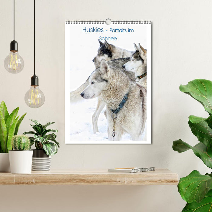 Huskies - Portraits im Schnee (CALVENDO Wandkalender 2024)