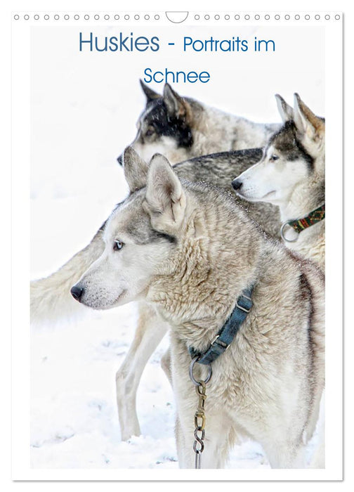 Huskies - Portraits im Schnee (CALVENDO Wandkalender 2024)