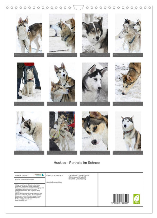 Huskies - Portraits im Schnee (CALVENDO Wandkalender 2024)