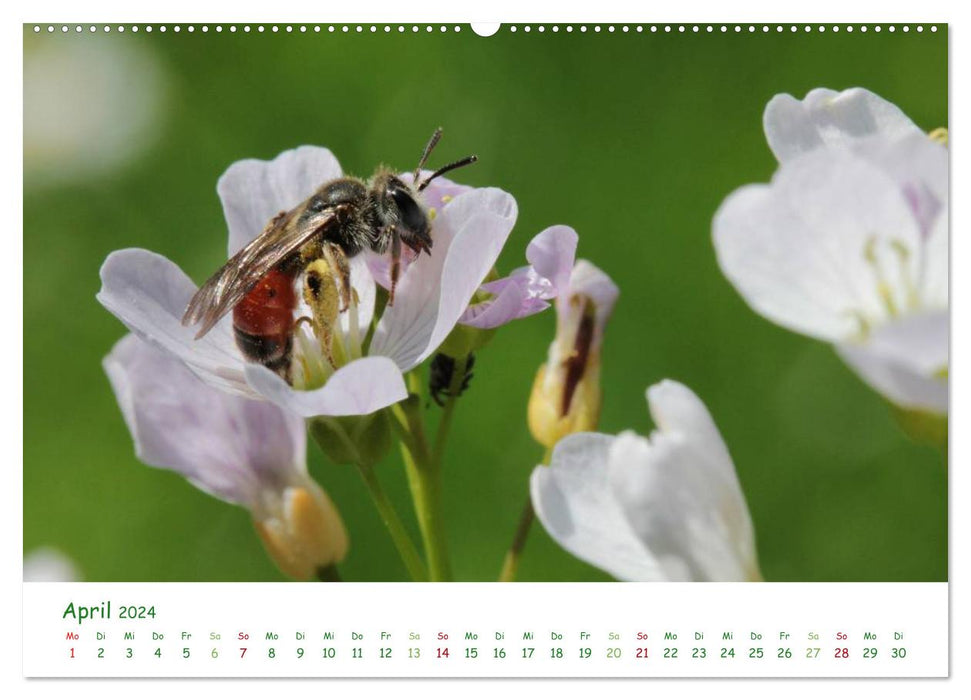 Bienen - Fleißige Gartenbewohner (CALVENDO Wandkalender 2024)