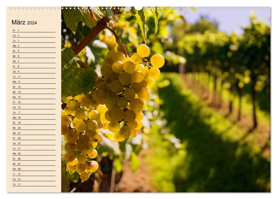 Weinanbau. Von der Traube zum Wein (CALVENDO Wandkalender 2024)