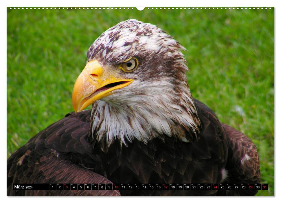 Weißkopfseeadler. Symbol der Freiheit (CALVENDO Wandkalender 2024)