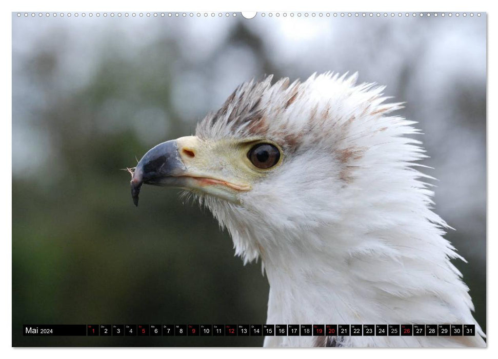 Weißkopfseeadler. Symbol der Freiheit (CALVENDO Wandkalender 2024)