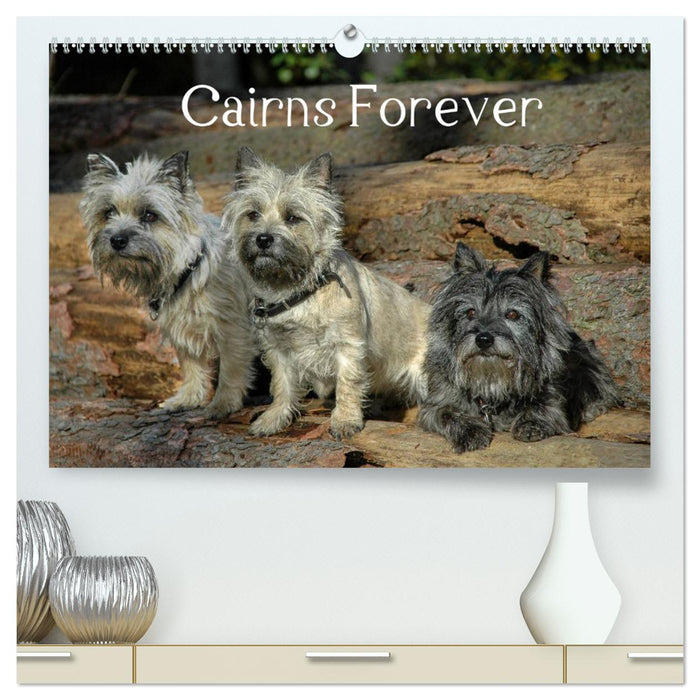 Cairns Forever (CALVENDO Premium Wandkalender 2024)