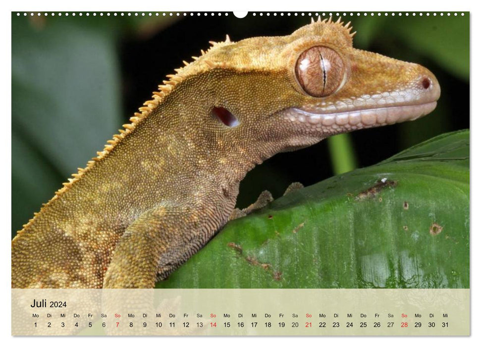 Bunte Frösche und kleine Reptilien (CALVENDO Premium Wandkalender 2024)