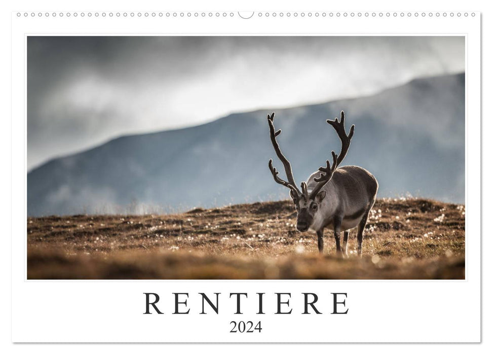 Rentiere (CALVENDO Wandkalender 2024)