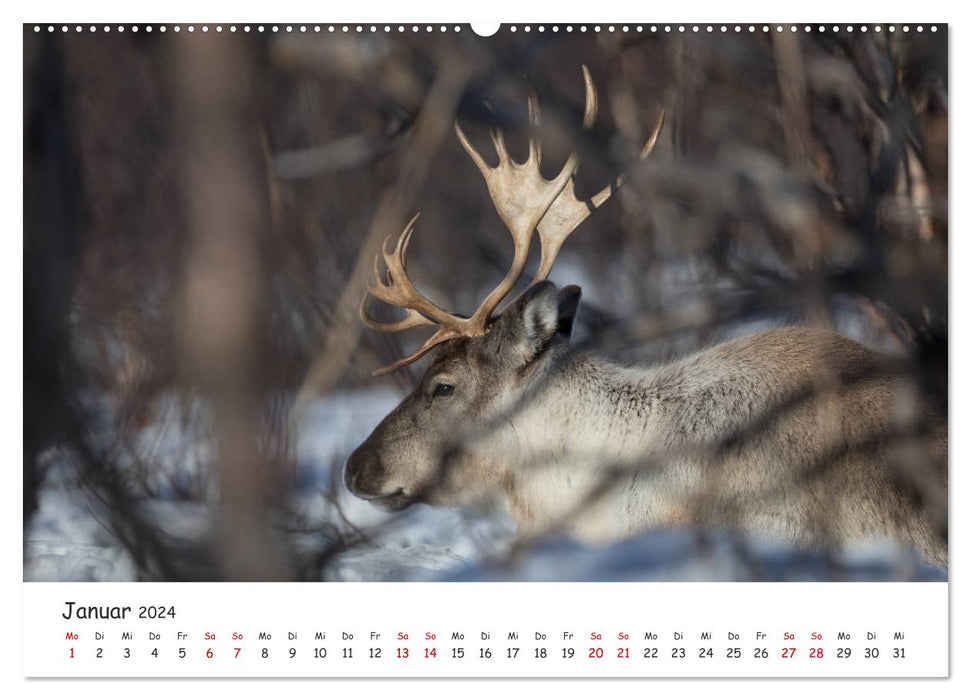 Reindeer (CALVENDO wall calendar 2024) 