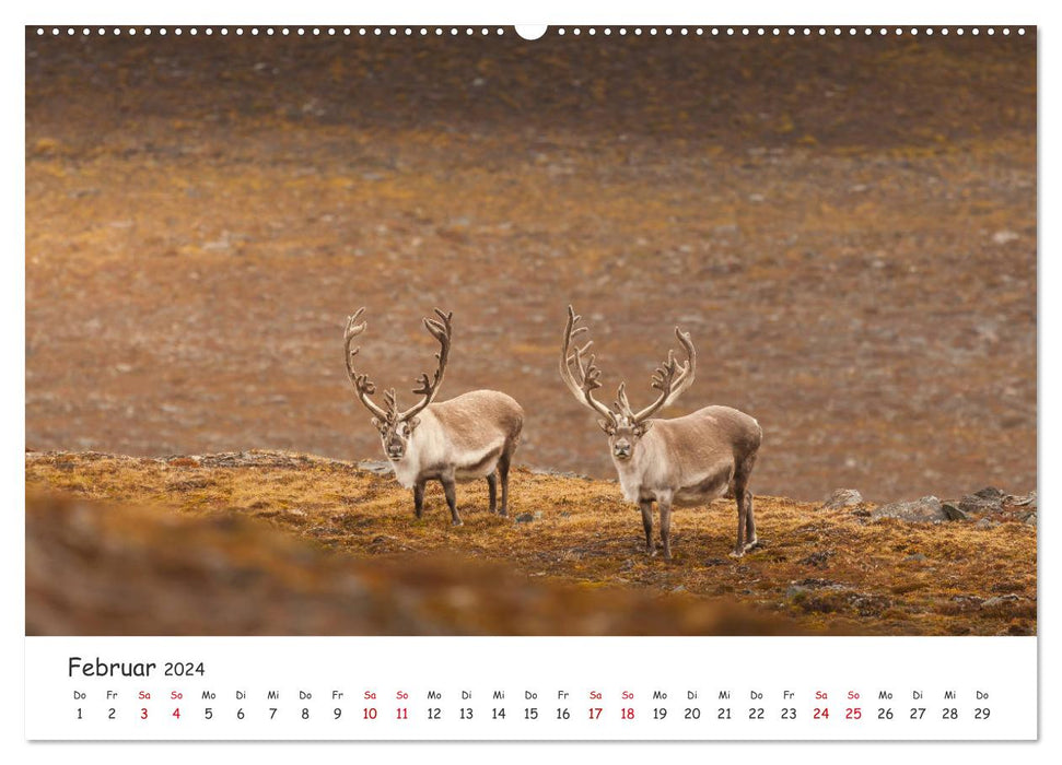 Reindeer (CALVENDO wall calendar 2024) 