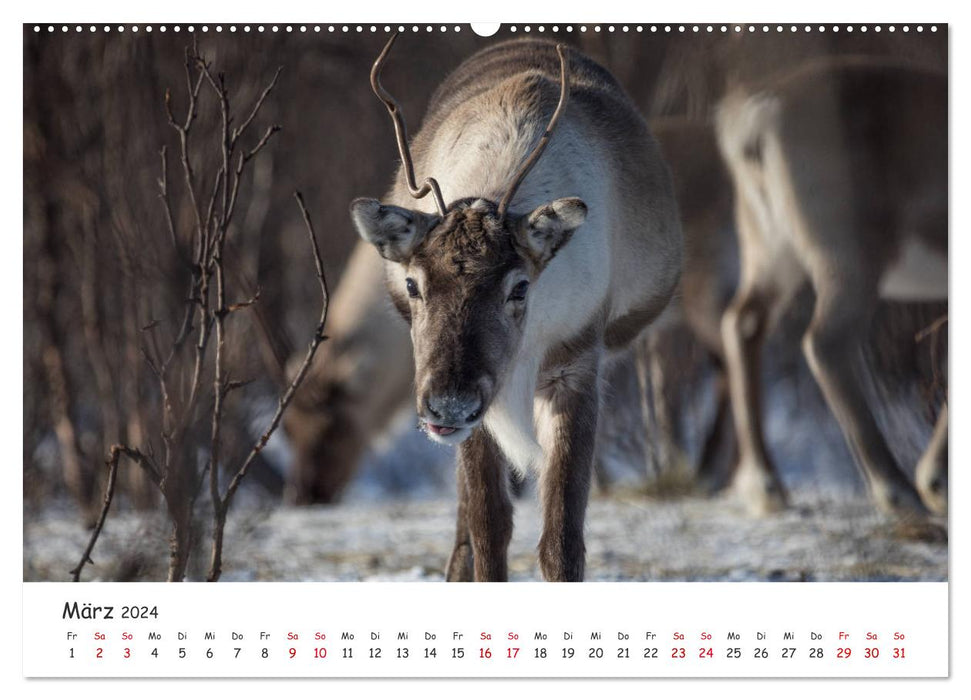 Reindeer (CALVENDO wall calendar 2024) 