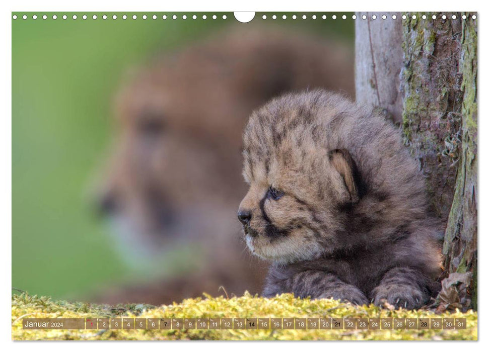 Big cat children (CALVENDO wall calendar 2024) 