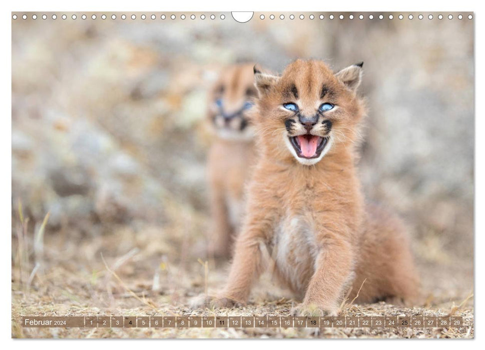 Big cat children (CALVENDO wall calendar 2024) 