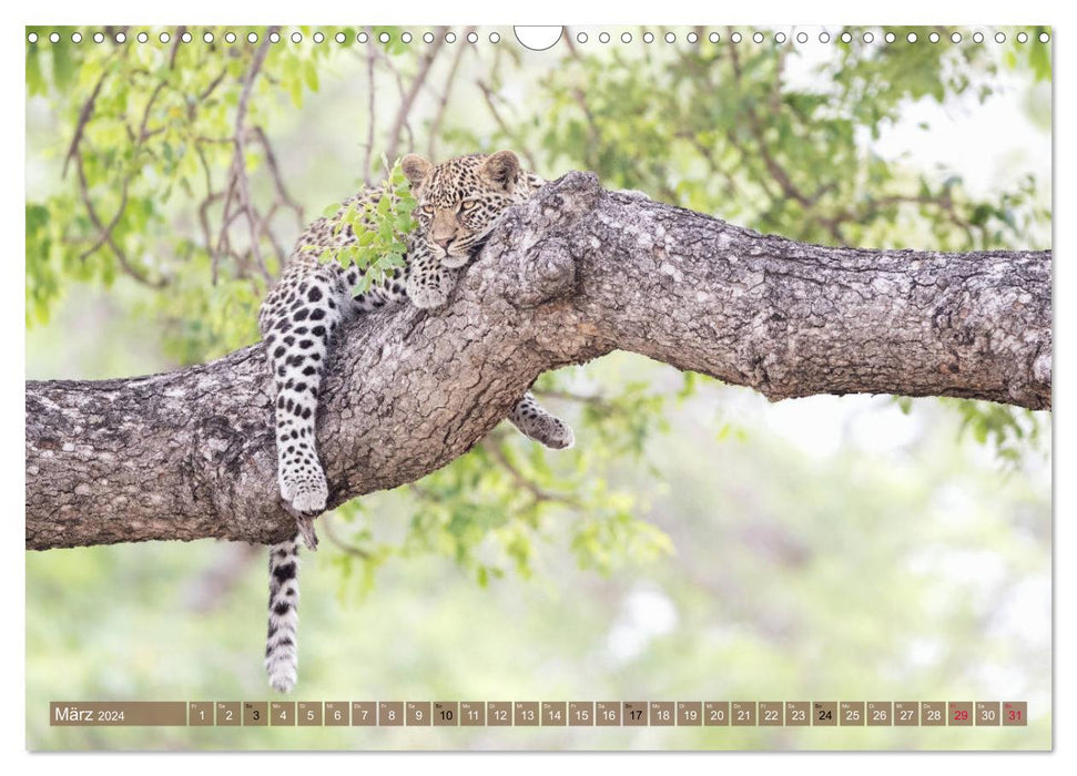 Big cat children (CALVENDO wall calendar 2024) 