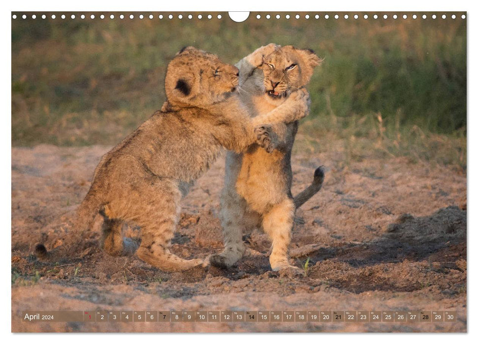 Enfants grands chats (Calendrier mural CALVENDO 2024) 