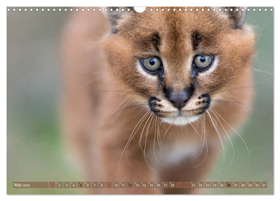 Big cat children (CALVENDO wall calendar 2024) 