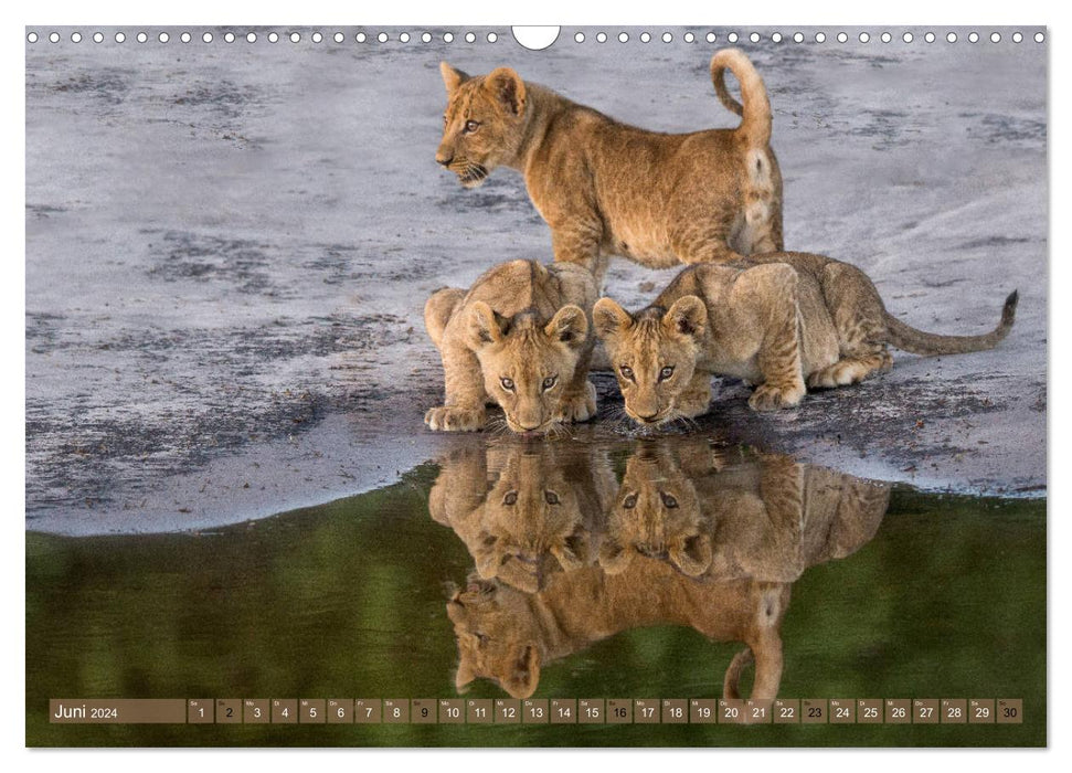 Big cat children (CALVENDO wall calendar 2024) 