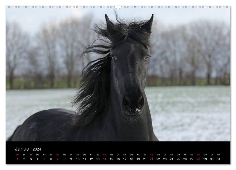 Frisons - beauté, force et élégance (calendrier mural CALVENDO 2024) 