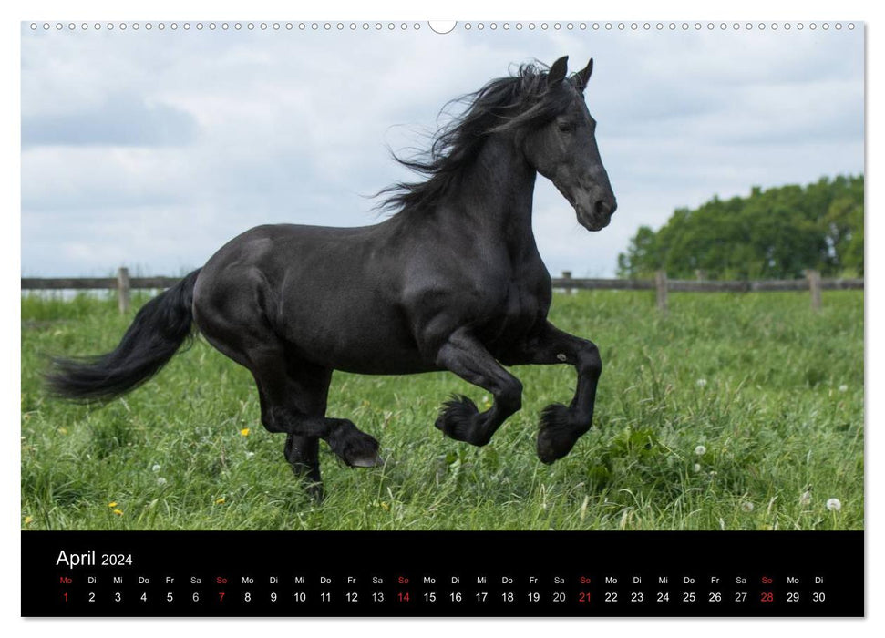 Friesen - Schönheit, Kraft und Eleganz (CALVENDO Wandkalender 2024)