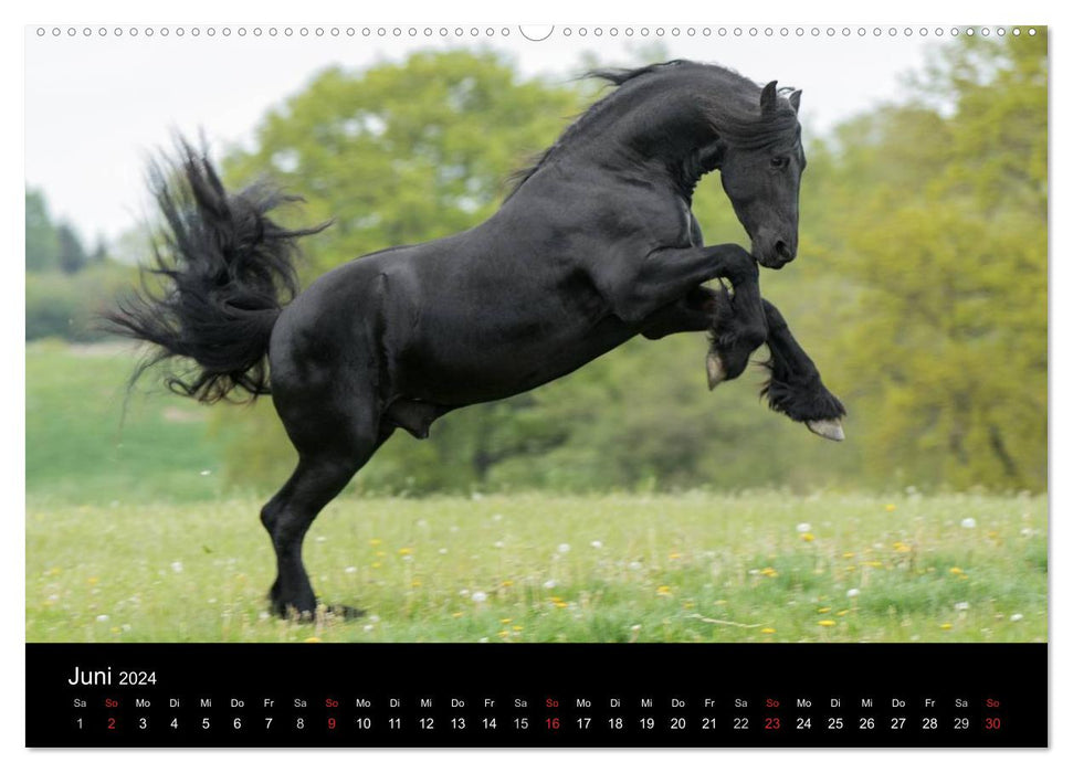 Frisons - beauté, force et élégance (calendrier mural CALVENDO 2024) 