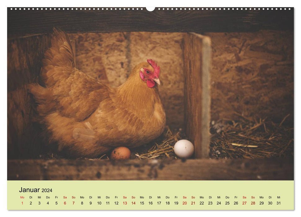 Vom Ei zum Huhn. Die Entwicklung von Küken (CALVENDO Wandkalender 2024)
