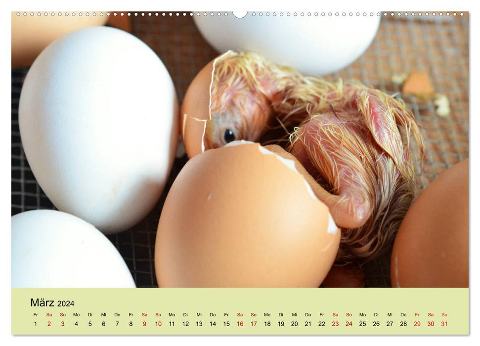Vom Ei zum Huhn. Die Entwicklung von Küken (CALVENDO Wandkalender 2024)