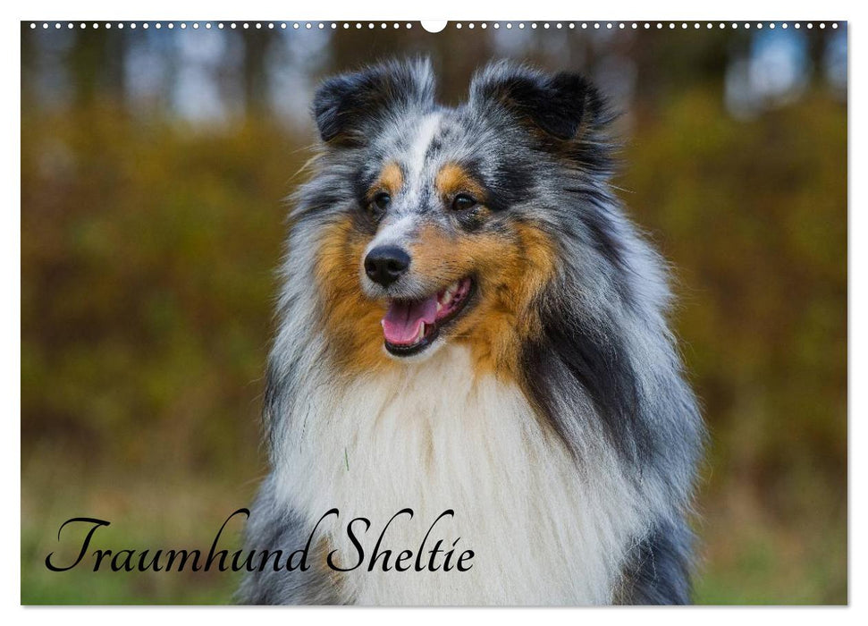 Dream dog Sheltie (CALVENDO wall calendar 2024) 