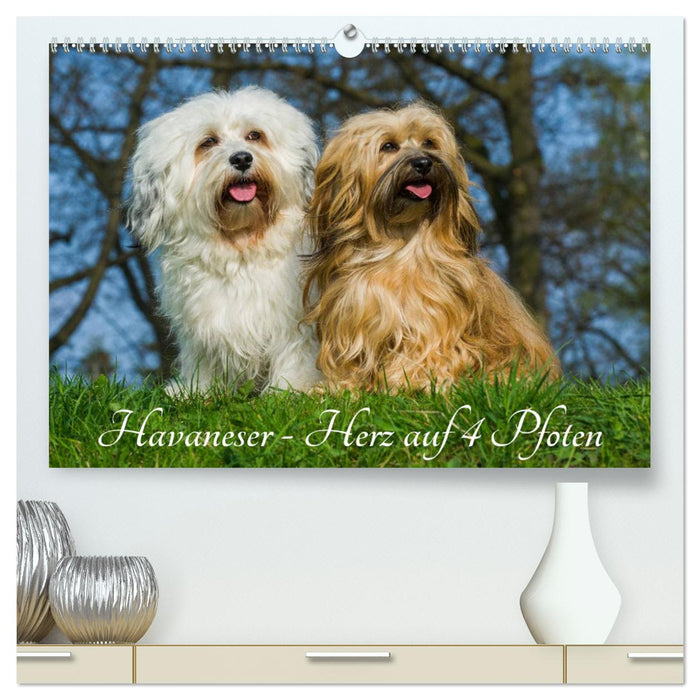 Havanese - Heart on 4 Paws (CALVENDO Premium Wall Calendar 2024) 