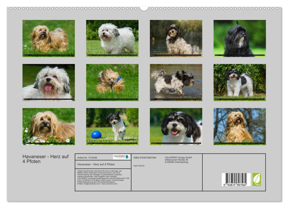 Havanese - Heart on 4 Paws (CALVENDO Premium Wall Calendar 2024) 