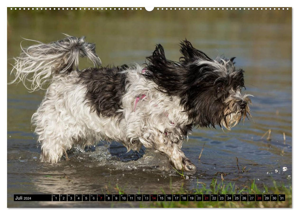 Havanese - Heart on 4 Paws (CALVENDO Premium Wall Calendar 2024) 