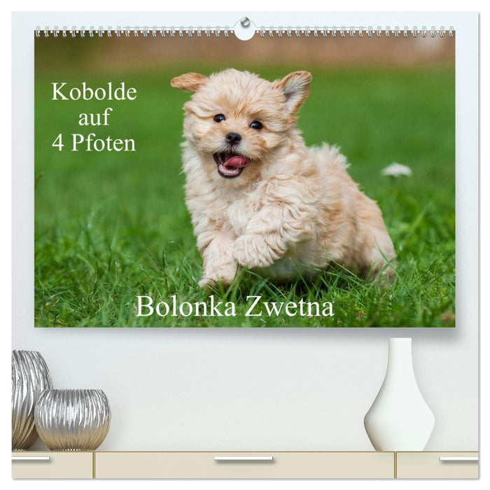 Goblins on 4 paws - Bolonka Zwetna (CALVENDO Premium Wall Calendar 2024) 