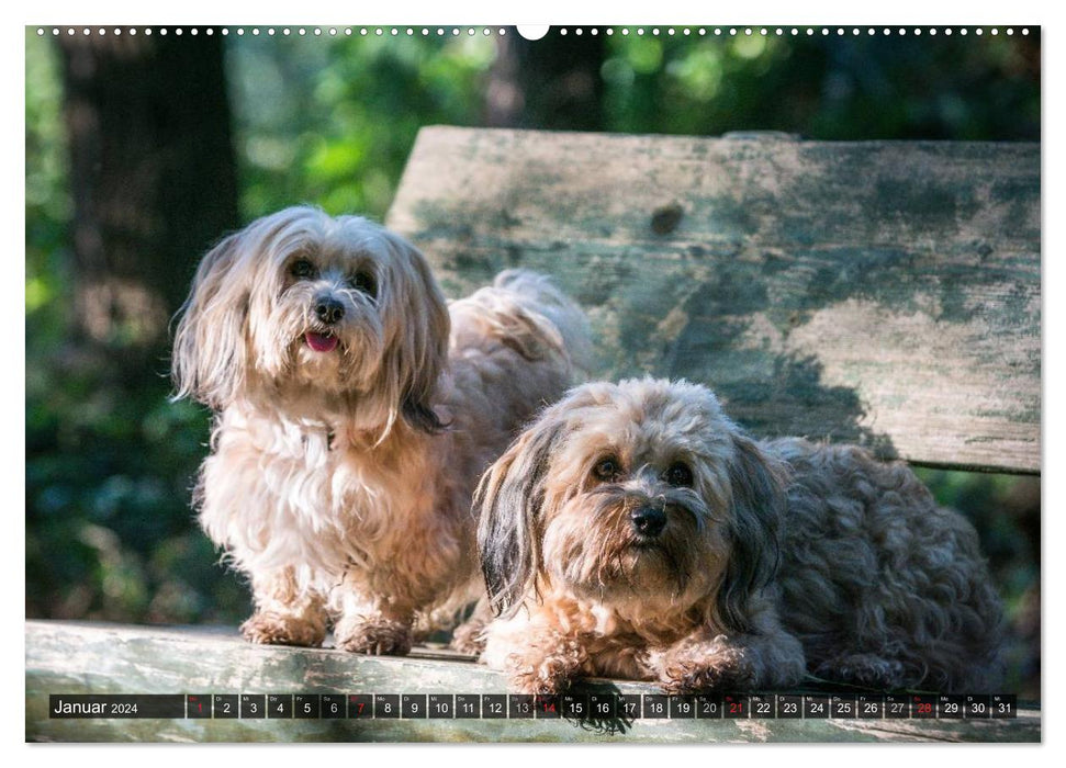 Fun with Havanese (CALVENDO Premium Wall Calendar 2024) 