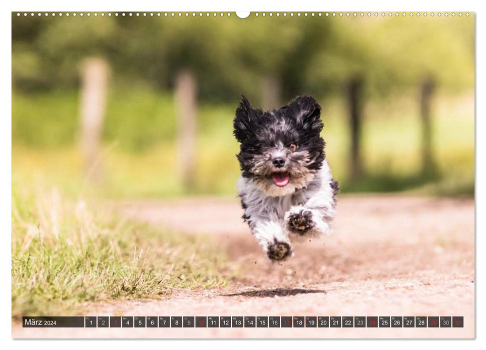 Fun with Havanese (CALVENDO Premium Wall Calendar 2024) 