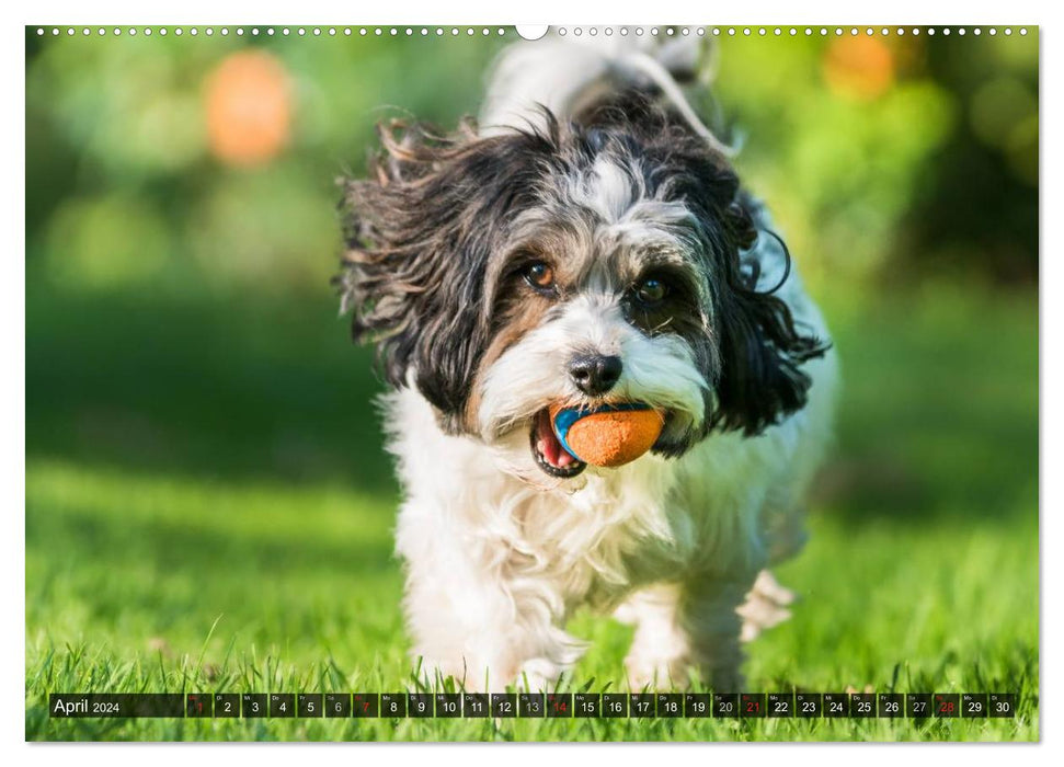 Fun with Havanese (CALVENDO Premium Wall Calendar 2024) 