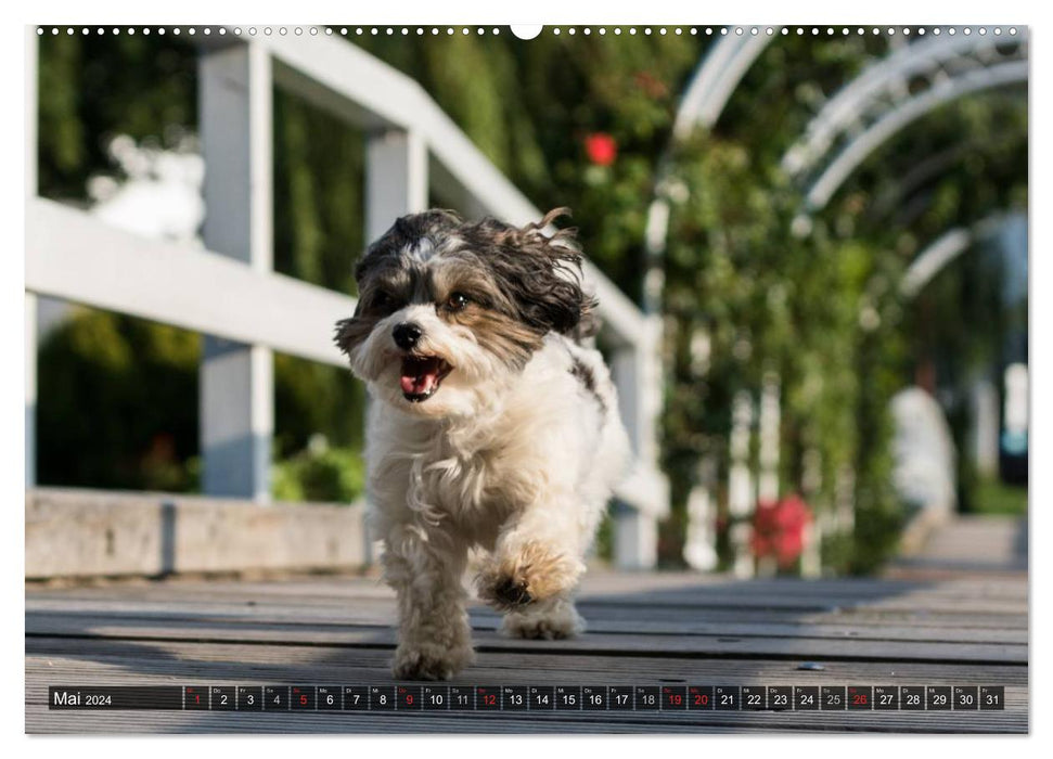 Fun with Havanese (CALVENDO Premium Wall Calendar 2024) 