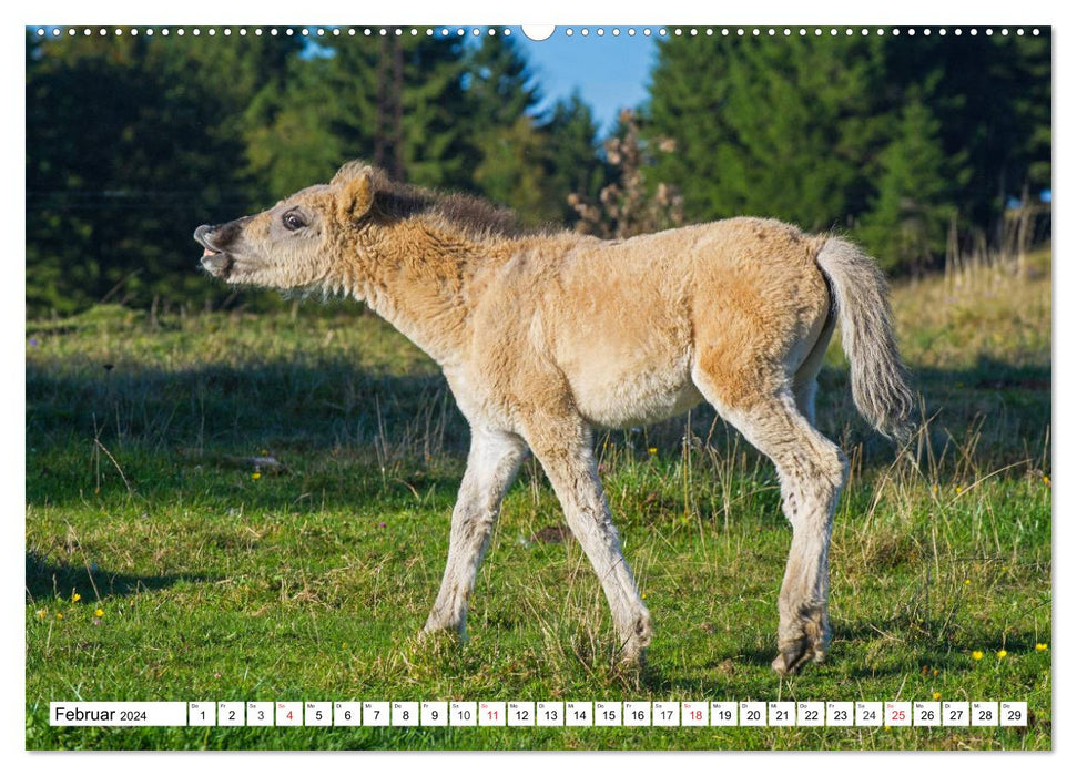 Konik - Born Free (CALVENDO Wall Calendar 2024) 