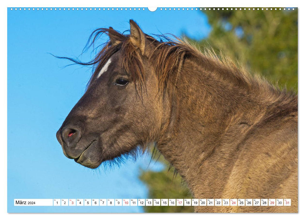 Konik - Born Free (CALVENDO Wall Calendar 2024) 