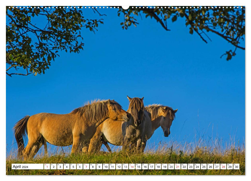 Konik - Born Free (CALVENDO Wall Calendar 2024) 