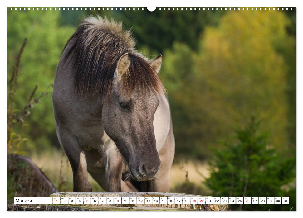 Konik - Born Free (CALVENDO Wall Calendar 2024) 